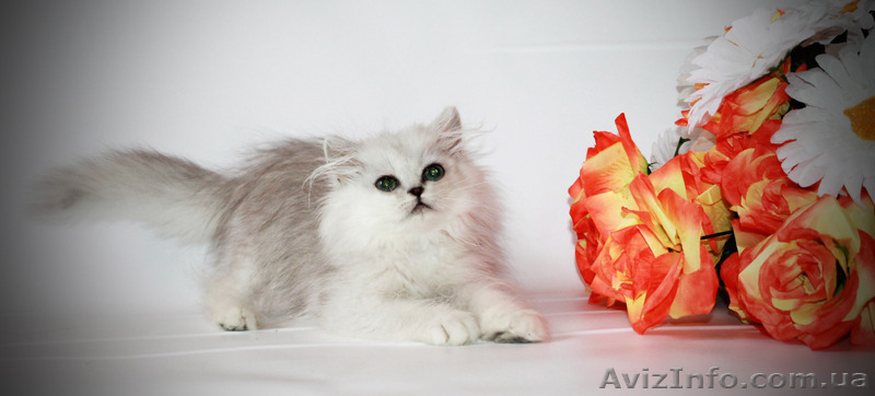 зеленоглазка персидская шиншилла  - <ro>Изображение</ro><ru>Изображение</ru> #3, <ru>Объявление</ru> #1119670