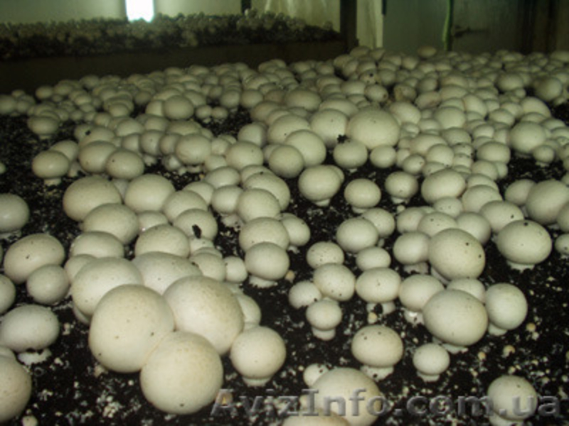 Купити продаж міцелій печериці, гливи, шиітаке, опенька... Не дорого - <ro>Изображение</ro><ru>Изображение</ru> #2, <ru>Объявление</ru> #1187911