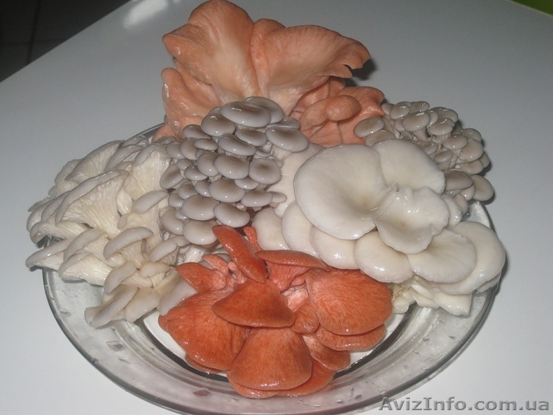 Купить продажа мицелий шампиньона, вешенки, шиитаке, опят... Не дорого - <ro>Изображение</ro><ru>Изображение</ru> #3, <ru>Объявление</ru> #1187912