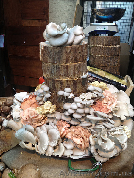 Купить продажа мицелий шампиньона, вешенки, шиитаке, опят... Не дорого - <ro>Изображение</ro><ru>Изображение</ru> #4, <ru>Объявление</ru> #1187912