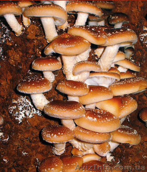 Купити продаж міцелій печериці, гливи, шиітаке, опенька... Не дорого - <ro>Изображение</ro><ru>Изображение</ru> #5, <ru>Объявление</ru> #1187911