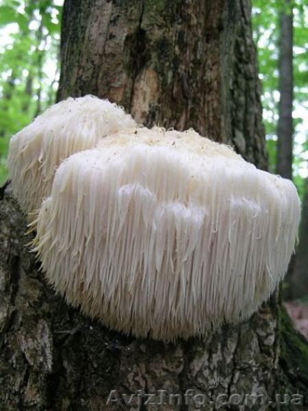 Купить продажа мицелий шампиньона, вешенки, шиитаке, опят... Не дорого - <ro>Изображение</ro><ru>Изображение</ru> #7, <ru>Объявление</ru> #1187912