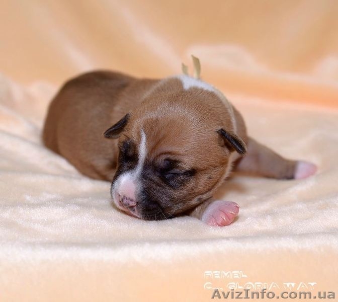  девочки Амстафф Терьер - <ro>Изображение</ro><ru>Изображение</ru> #2, <ru>Объявление</ru> #1215619