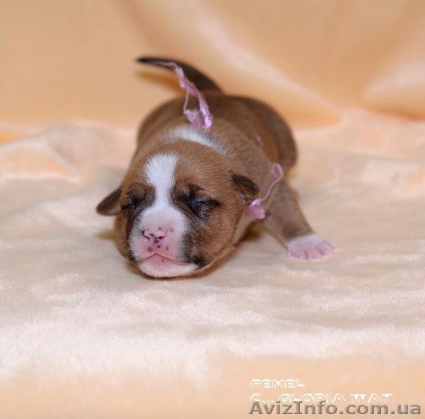  девочки Амстафф Терьер - <ro>Изображение</ro><ru>Изображение</ru> #3, <ru>Объявление</ru> #1215619