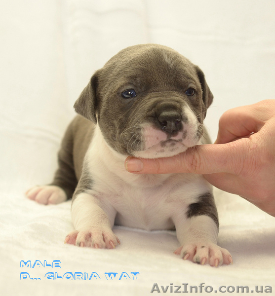 Роскошный голубой красавец  амстафф - <ro>Изображение</ro><ru>Изображение</ru> #4, <ru>Объявление</ru> #1218449