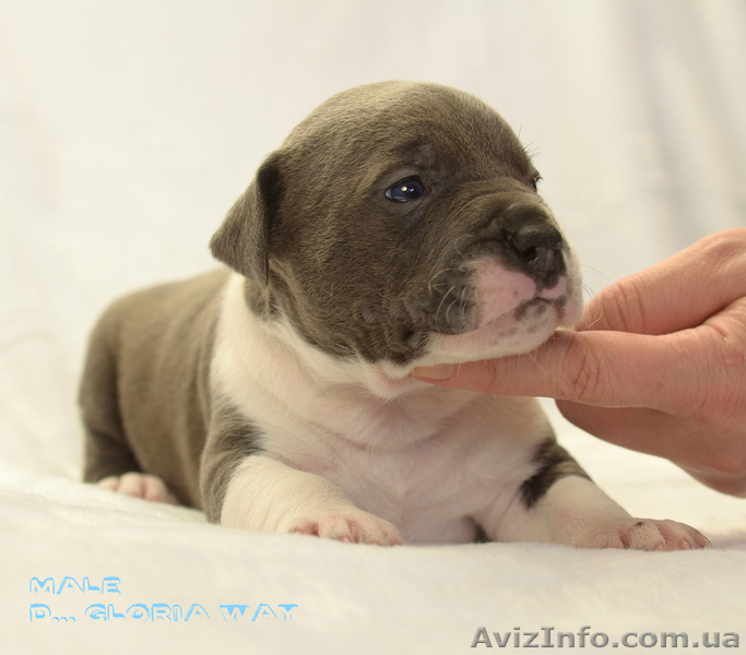 Роскошный голубой красавец  амстафф - <ro>Изображение</ro><ru>Изображение</ru> #2, <ru>Объявление</ru> #1218449