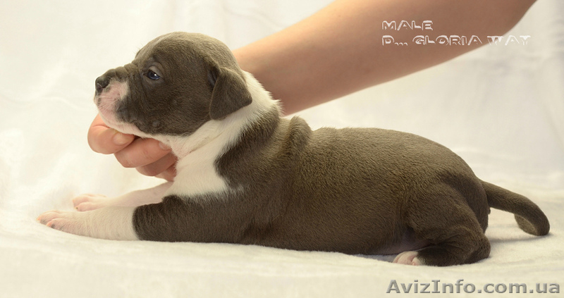 Роскошный голубой красавец  амстафф - <ro>Изображение</ro><ru>Изображение</ru> #3, <ru>Объявление</ru> #1218449