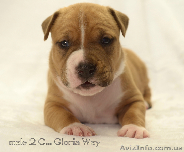 Супер-щенки АСТ - <ro>Изображение</ro><ru>Изображение</ru> #2, <ru>Объявление</ru> #1218458