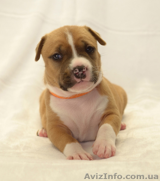 Супер-щенки АСТ - <ro>Изображение</ro><ru>Изображение</ru> #5, <ru>Объявление</ru> #1218458