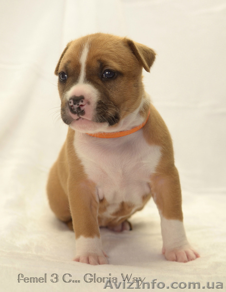 Супер-щенки АСТ - <ro>Изображение</ro><ru>Изображение</ru> #6, <ru>Объявление</ru> #1218458