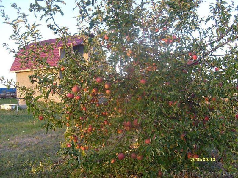 Продаж будинку смт.Володарськ-Волинський  - <ro>Изображение</ro><ru>Изображение</ru> #5, <ru>Объявление</ru> #1343482