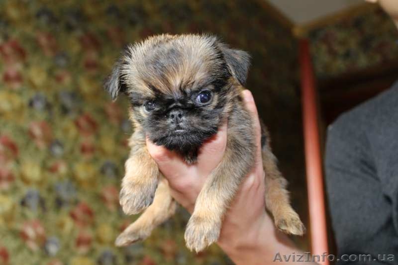 БРЮССЕЛЬСКИЙ ГРИФОН - <ro>Изображение</ro><ru>Изображение</ru> #1, <ru>Объявление</ru> #1499536