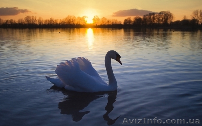 Сдается в аренду коттедж "Радомышль" - посуточно и на длительный срок. Озеро, ле - <ro>Изображение</ro><ru>Изображение</ru> #8, <ru>Объявление</ru> #1578205