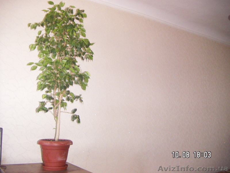 Фикус "Бенджамина"(сорт "Наталия) - <ro>Изображение</ro><ru>Изображение</ru> #6, <ru>Объявление</ru> #1584602