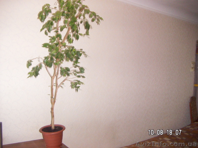 Фикус "Бенджамина"(сорт "Наталия) - <ro>Изображение</ro><ru>Изображение</ru> #3, <ru>Объявление</ru> #1584602