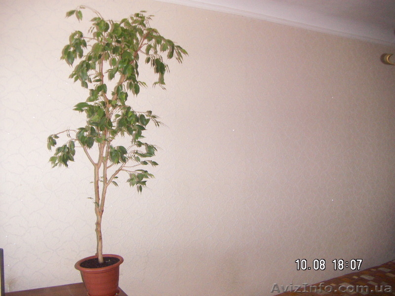 Фикус "Бенджамина"(сорт "Наталия) - <ro>Изображение</ro><ru>Изображение</ru> #4, <ru>Объявление</ru> #1584602