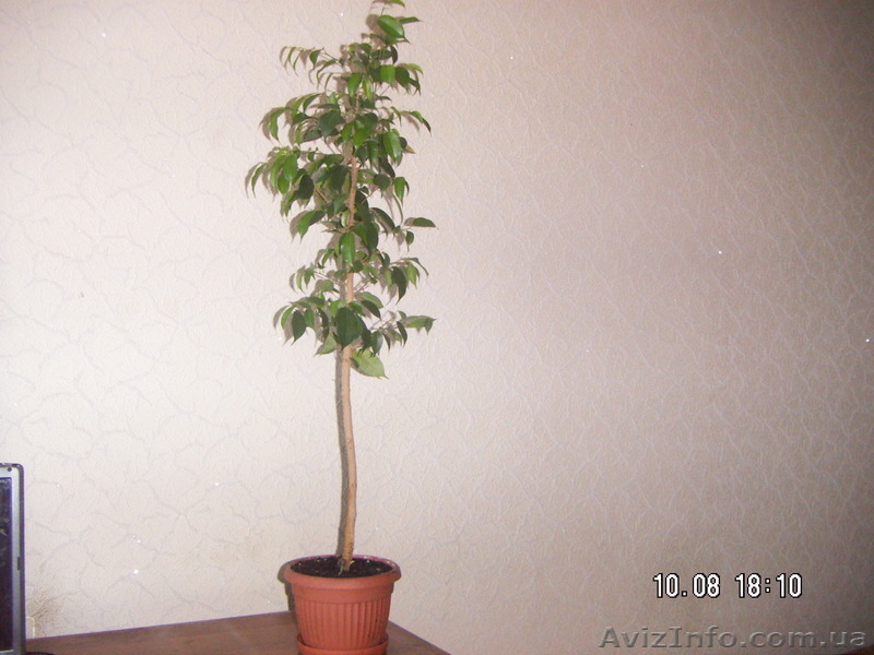 Фикус "Бенджамина"(сорт "Наталия) - <ro>Изображение</ro><ru>Изображение</ru> #1, <ru>Объявление</ru> #1584602