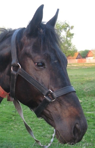 Недоуздки кінні шкіряні - <ro>Изображение</ro><ru>Изображение</ru> #3, <ru>Объявление</ru> #1536759