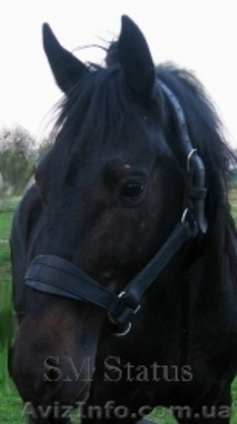 Недоуздки кінні шкіряні - <ro>Изображение</ro><ru>Изображение</ru> #4, <ru>Объявление</ru> #1536759