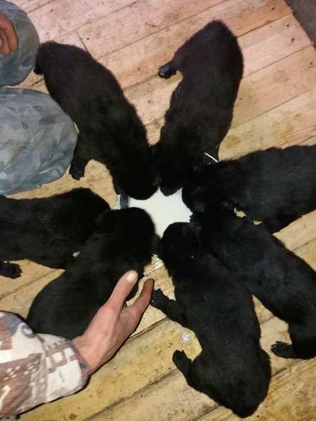 Продаються цуценята породи східноєвропейська вівчарка - <ro>Изображение</ro><ru>Изображение</ru> #1, <ru>Объявление</ru> #1673272