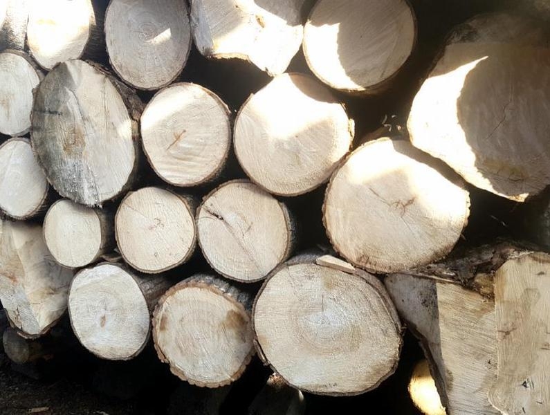 Купим кругляк осины А - <ro>Изображение</ro><ru>Изображение</ru> #2, <ru>Объявление</ru> #1678711