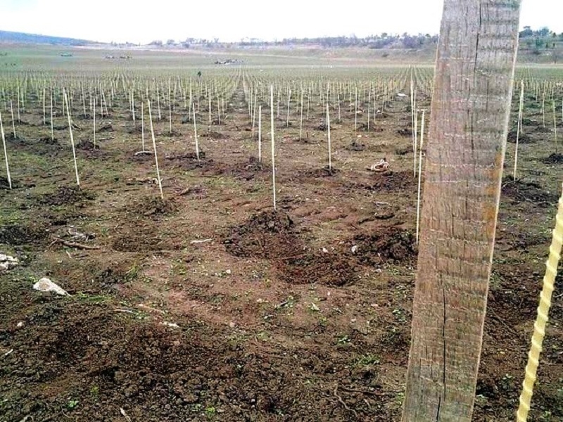 Продаю опоры и колышки для растений( POLYARM) - <ro>Изображение</ro><ru>Изображение</ru> #5, <ru>Объявление</ru> #1696825