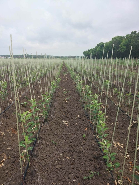 Колышки а также Опоры  для растений от производителя из композитных материалов  - <ro>Изображение</ro><ru>Изображение</ru> #3, <ru>Объявление</ru> #1710551