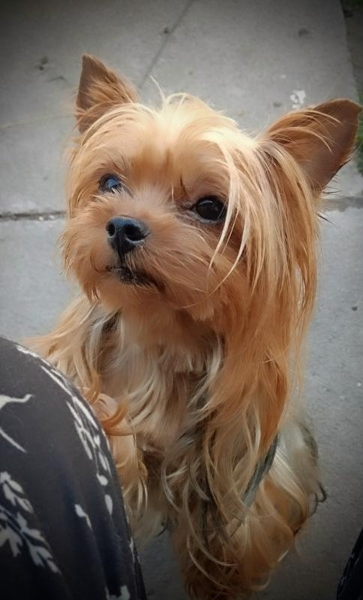 Супер міні йорки. Цуценята готові до переїзду до нового дому! - <ro>Изображение</ro><ru>Изображение</ru> #2, <ru>Объявление</ru> #1745247