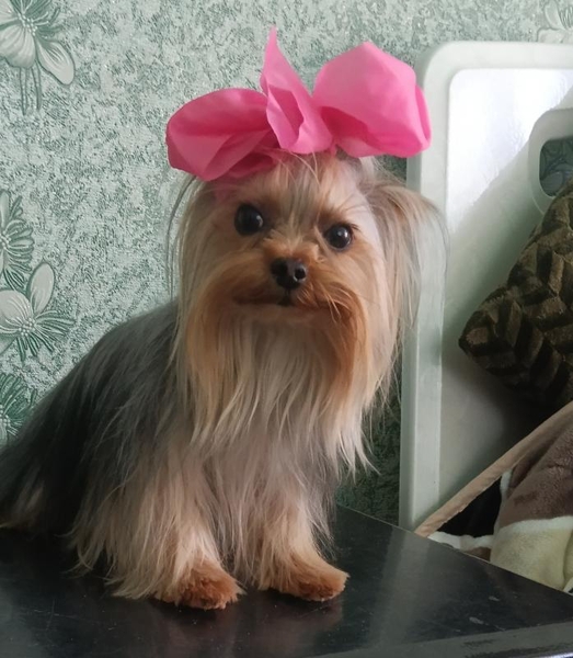 Супер міні йорки. Цуценята готові до переїзду до нового дому! - <ro>Изображение</ro><ru>Изображение</ru> #3, <ru>Объявление</ru> #1745247