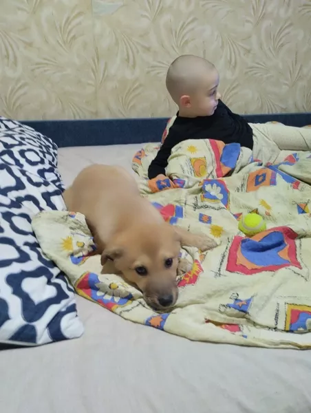 Віддамо в хороші руки собачку, дівчинка 3-4 місяці!  - <ro>Изображение</ro><ru>Изображение</ru> #3, <ru>Объявление</ru> #1747672