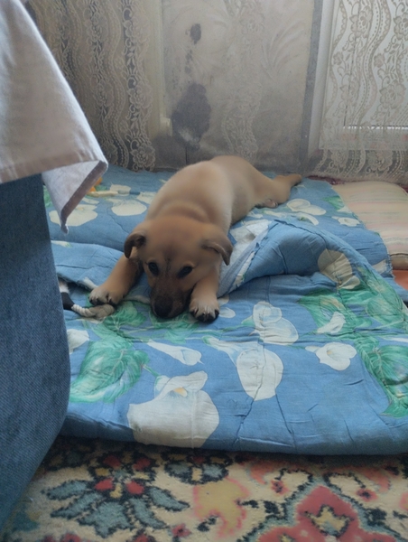 Віддамо в хороші руки собачку, дівчинка 3-4 місяці!  - <ro>Изображение</ro><ru>Изображение</ru> #1, <ru>Объявление</ru> #1747672