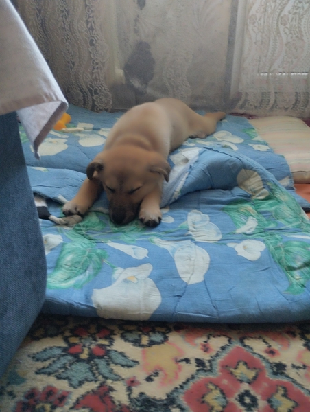 Віддамо в хороші руки собачку, дівчинка 3-4 місяці!  - <ro>Изображение</ro><ru>Изображение</ru> #2, <ru>Объявление</ru> #1747672