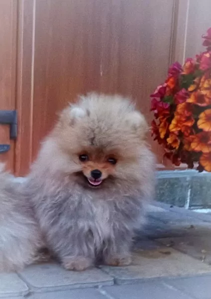 Померанский шпиц мини — элитные щенки из профессионального питомника - <ro>Изображение</ro><ru>Изображение</ru> #1, <ru>Объявление</ru> #1749986