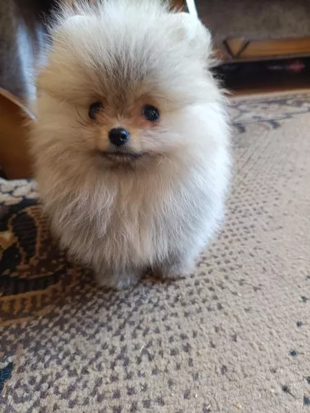 Померанский шпиц мини — элитные щенки из профессионального питомника - <ro>Изображение</ro><ru>Изображение</ru> #6, <ru>Объявление</ru> #1749986