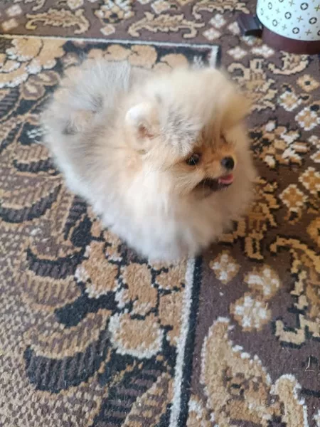 Померанский шпиц мини — элитные щенки из профессионального питомника - <ro>Изображение</ro><ru>Изображение</ru> #7, <ru>Объявление</ru> #1749986